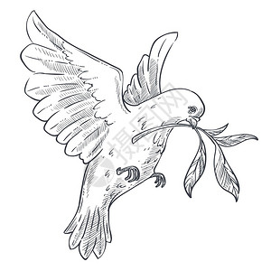 鸽子或用橄榄枝树飞翔用橄榄枝飞翔或用橄榄枝飞翔的鸽子或用橄榄枝飞翔的鸽子插画