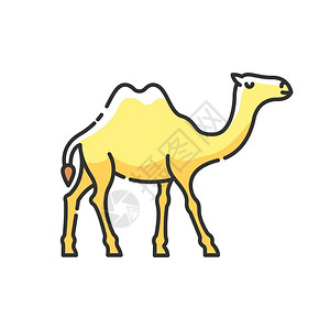 外来的骆驼RGB颜色图标阿拉伯家养动物热带气候外来野生外居民生两座驼孤立矢量图插画
