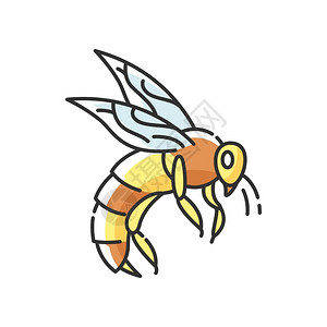 BeeRGB颜色图标有刺的小飞虫养蜂蜜花粉授虫黄蜂大孤立矢量图颜色标图片