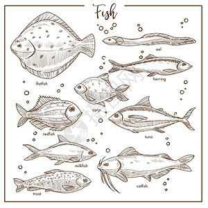 新鲜鱼类手绘精美水下鱼类插画