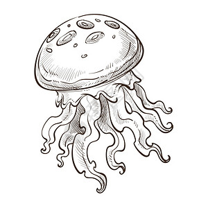 果冻鱼海洋动物水母插画