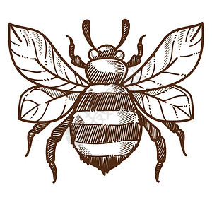 卡通单色蜜蜂矢量元素图片