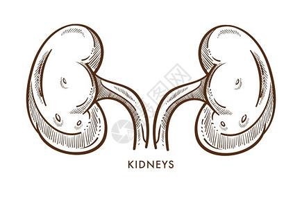 内分泌学肾脏内器官配对孤立的素描解剖矢量泌尿系统医学和保健移植解剖结构身体过滤单色结构吸收人体健康解剖肾内脏分离的器官配对分离的素描插画