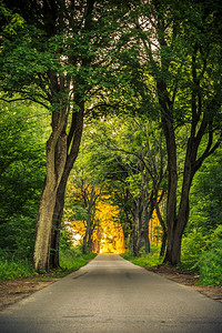 道路与古老的大树背景图片