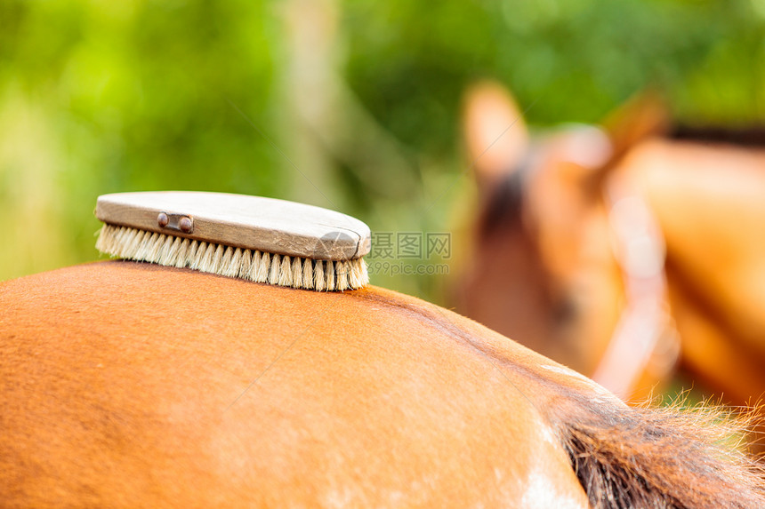 照顾马骑后刷牙的概念图片