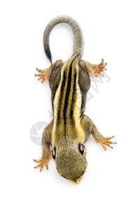 塔米萨缅甸语野生动物高清图片