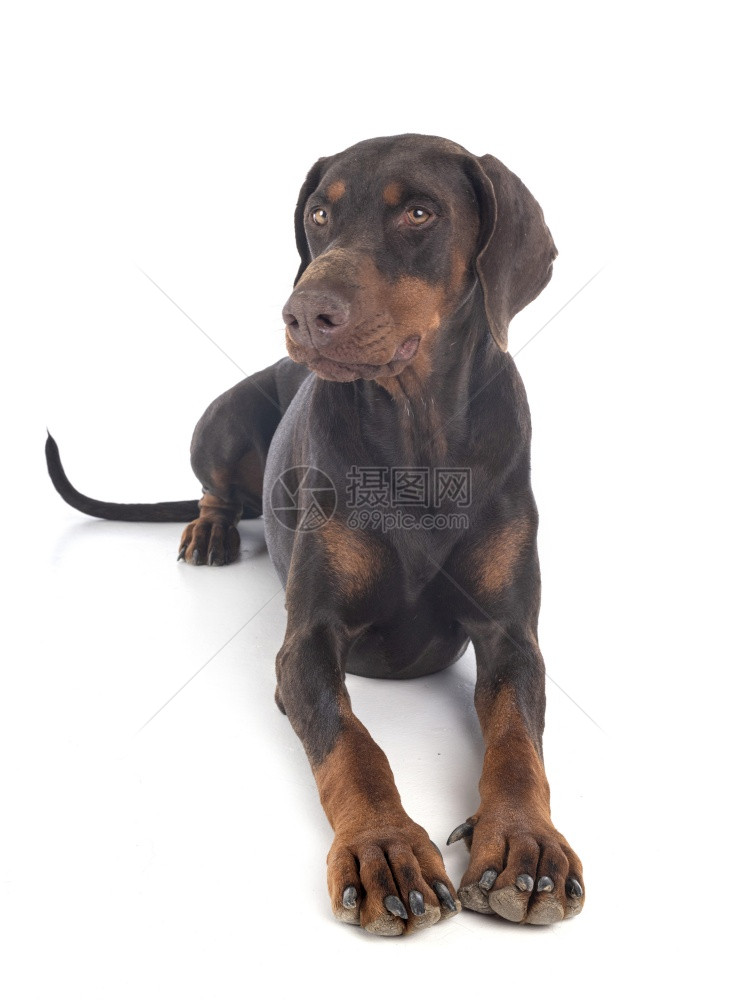 在白色背景面前的dobermannpinsher图片