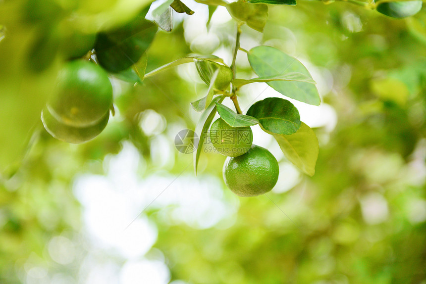 绿石灰树上的花园农庄中绿色背景模糊的新鲜石灰柑橘水果图片