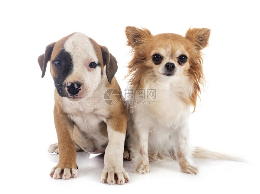 白色背景面前的美洲小狗和吉娃图片