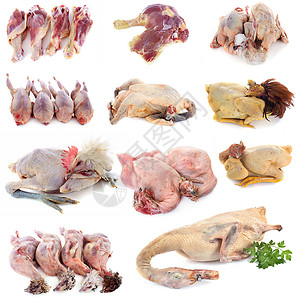 白背景前的家禽肉背景图片