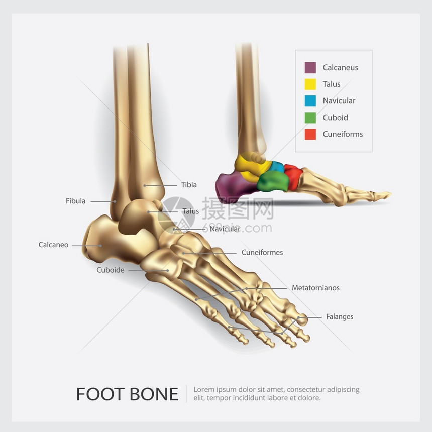 脚骨解剖矢量说明图片