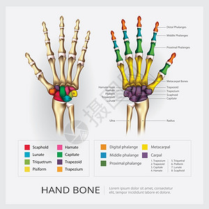 矢量手腕人体手骨矢量插图插画