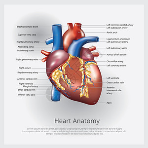 人类心脏解剖图图片