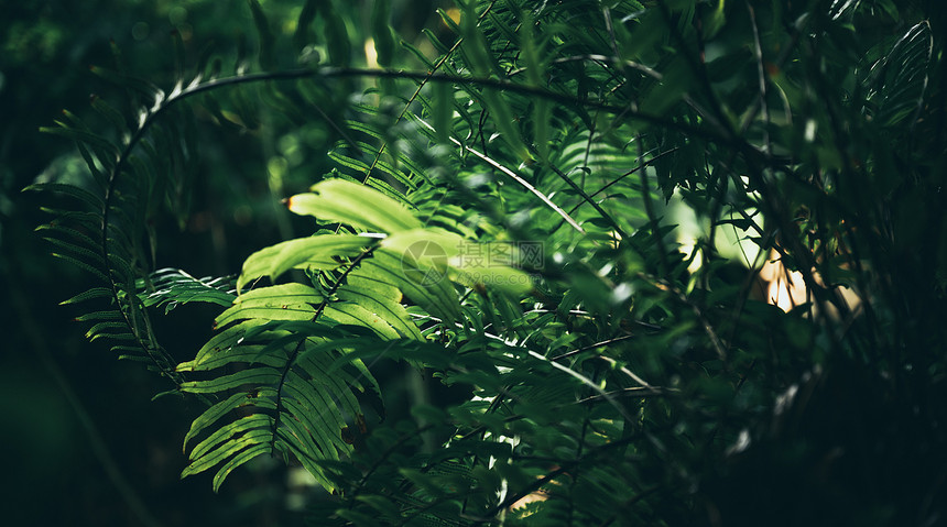 花园中的绿叶色植物板叶自然场景图片