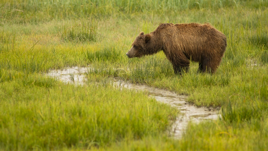 一只大阿拉斯加灰熊在放牧时看望着她的幼崽图片
