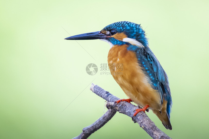 普通捕王Alcedoatthy的图像Alcedoatthy粘贴在关于自然背景的分支上鸟类动物图片