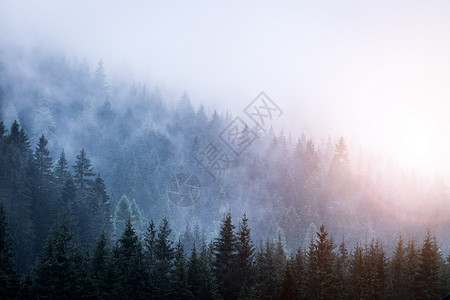清晨的雾森林奇观和神的氛围图片