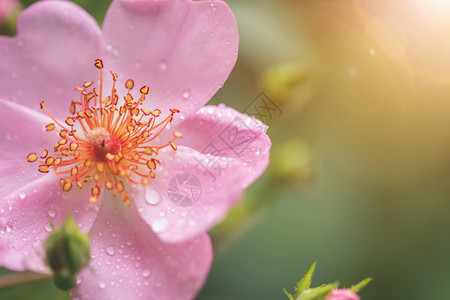 粉花瓣有水滴闭和绿底背景图片