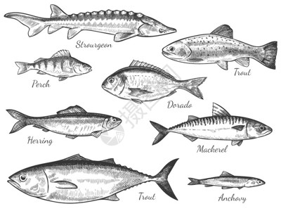 海拉多斯手绘精美鱼类插画