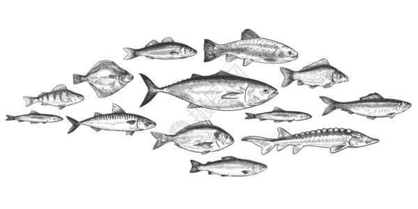 学渣挣扎表情包手绘精美鱼类鳟鱼鲟鱼插画