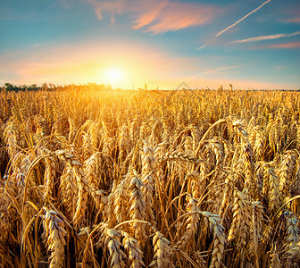 金麦田在美丽的日落天空下金麦田背景图片