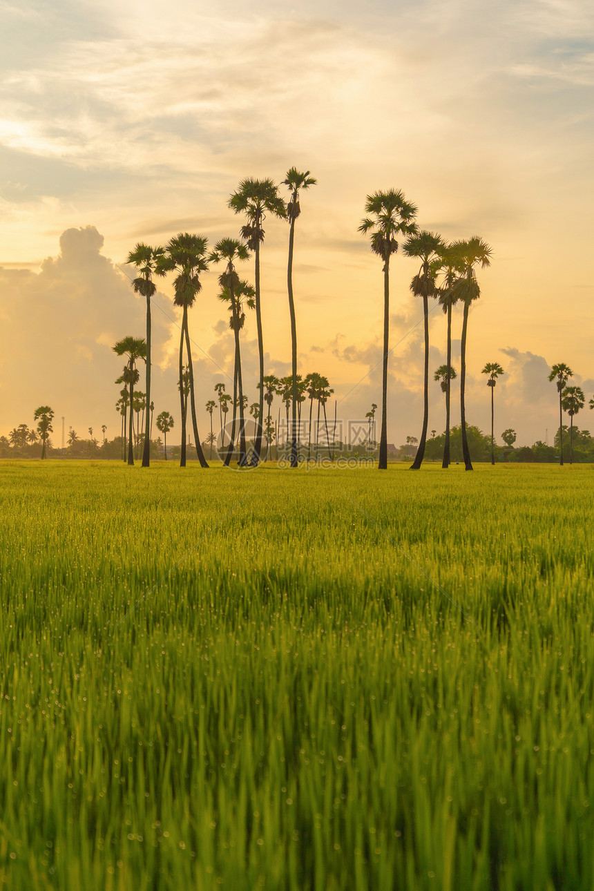 泰国PathumThani农村地区SamKhok区日落时公园绿稻田中的东叹树图片