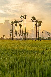 泰国PathumThani农村地区SamKhok区日落时公园绿稻田中的东叹树背景