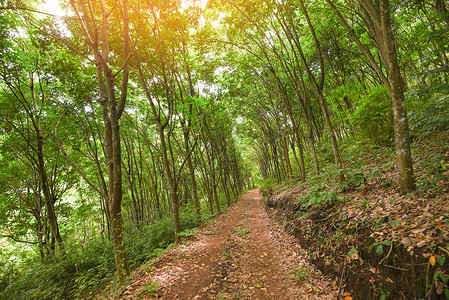 橡胶种植园的公路橡胶树农业在泰国村公路的花园中天然乳胶树图片