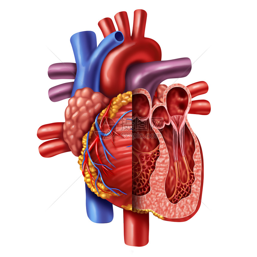 人体心脏剖面从一个健康的身体分离出来被白种背景隔离以3D插图风格作为内心血管器官的医疗保健象征图片
