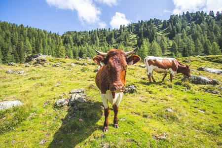 牛群在高山草地放牧图片