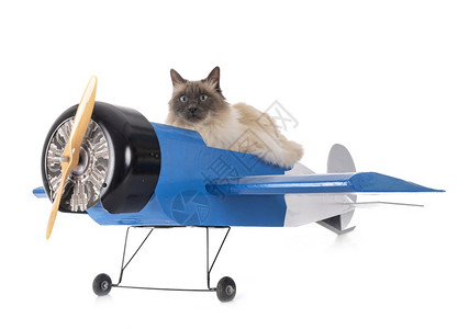 一只猫坐在蓝色飞机上图片