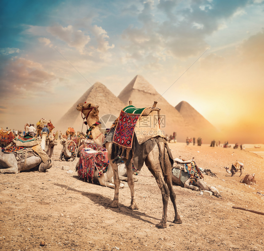 晚上金字塔附近沙漠中的骆驼图片