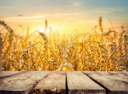 小麦田背景的空木桌小麦田和图片