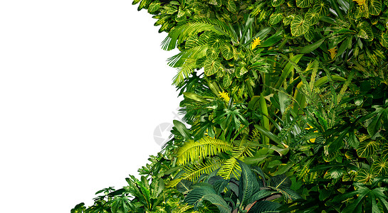 热带雨林是一片空白的框其丰富绿色植物是和棕榈树叶在南热气候中发现南美夏威夷和亚洲有一个白色孤立的复制空间中心背景图片