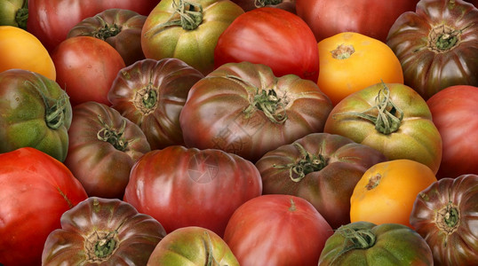 红番茄和新鲜的成熟天然花园番茄背景作为美味水果成分图片