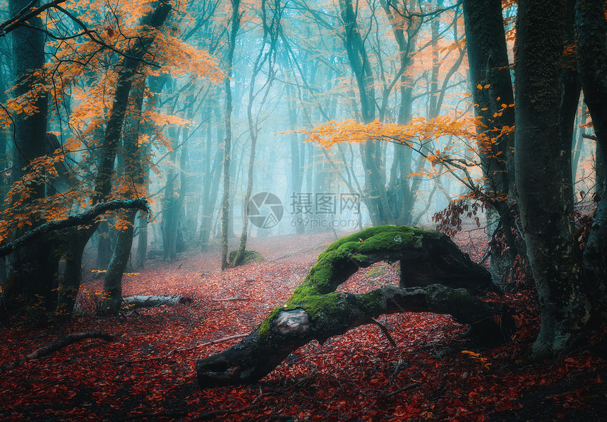 青雾中的梦幻秋天森林色彩多的风景美丽魔法树橙色叶和枝上的红神秘雾森林奇妙景色坠落的颜自然图片