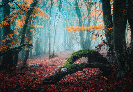 雾面青雾中的梦幻秋天森林色彩多的风景美丽魔法树橙色叶和枝上的红神秘雾森林奇妙景色坠落的颜自然背景