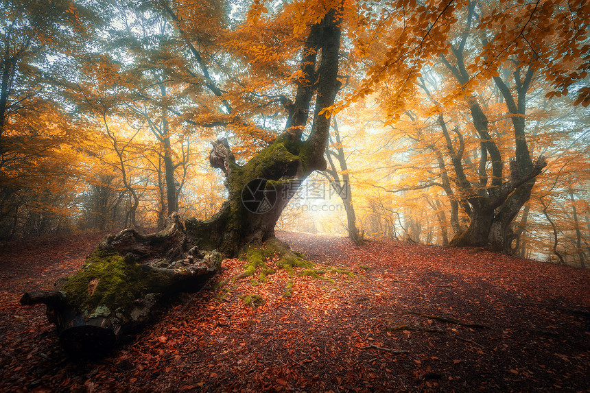 秋天日出时雾中美丽的森林轨迹多彩风景布满了有橙子和红叶的魔法树梦幻的雾森林中风景落叶颜色自然图片