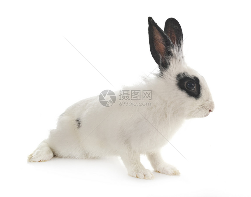 白色背景面前的英语斑点兔子图片