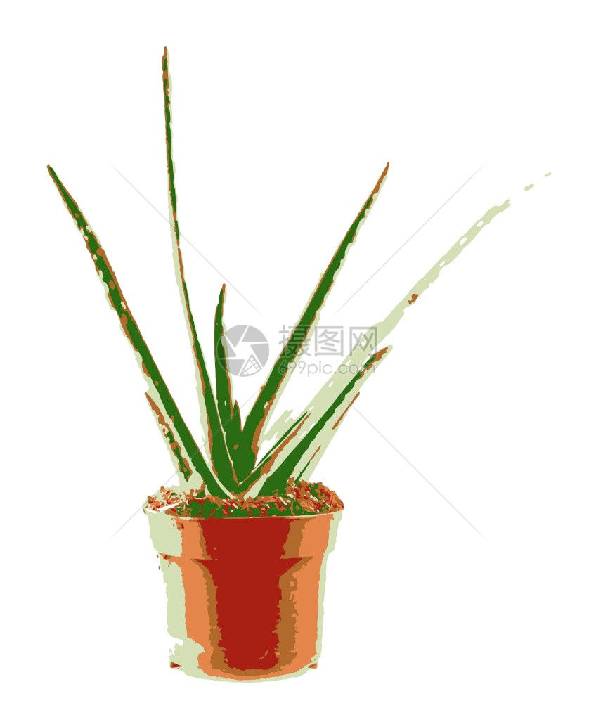 Aloevera是白底皮植物的一种稀释为农业和药用途而种植图片