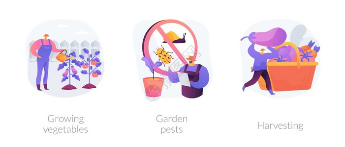 种植蔬菜园艺害虫收获在地面种植有机食品集装箱花园植物昆虫杀剂抽象比喻图片