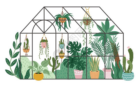 玻璃温室种植温室玻璃橙子植物园花卉和家庭艺孤立的病媒说明挂在绳子上的植物在锅里种绿树物园温室插画