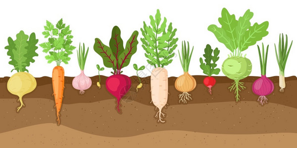 卡通土壤里的新鲜蔬菜矢量插图高清图片