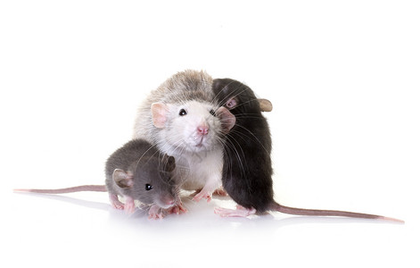 白色背景面前的老鼠和背景图片