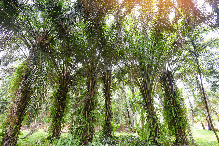 夏季棕榈园农业中的热带棕榈树图片