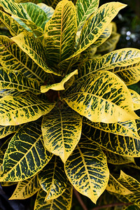 在热带森林植物丛中美丽的深底叶子上黄自然绿色模式图片
