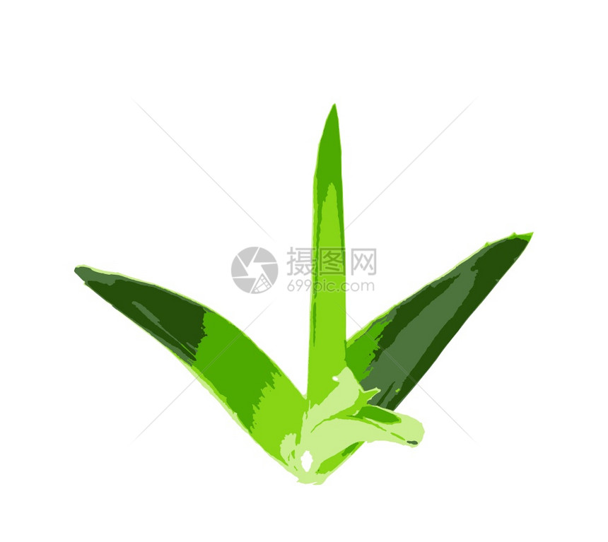 Aloevera是白底皮植物的一种稀释为农业和药用途而种植图片