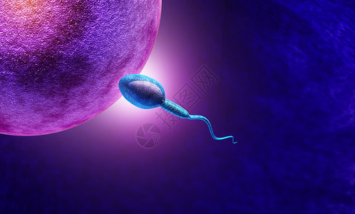 生育力和人类殖概念是一种微缩精子或细胞向卵游泳以施肥和制造怀孕作为3D制成的妇科象征背景图片