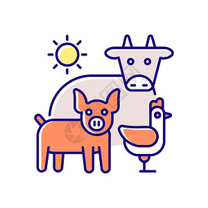 生态猪畜牧业RGB彩色图标农场牲畜养牛农场生产猪和鸡农业牧哺乳和家禽隔离病媒说明插画