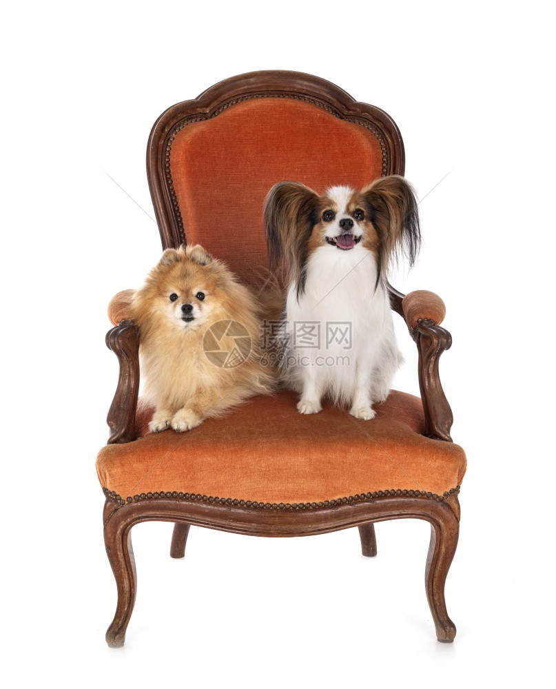 在白色背景面前坐在椅子上的小狗图片